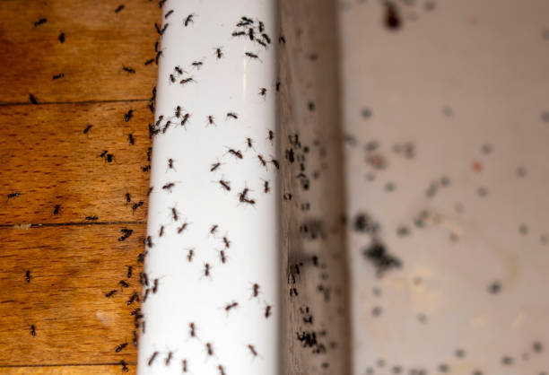 Best Best Pest Control Companies  in Hyrum, UT